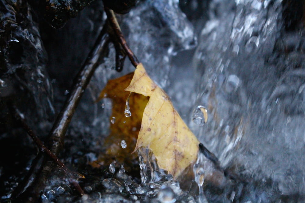 Autumn maple leaf hanging off a twig in cool rushing water
