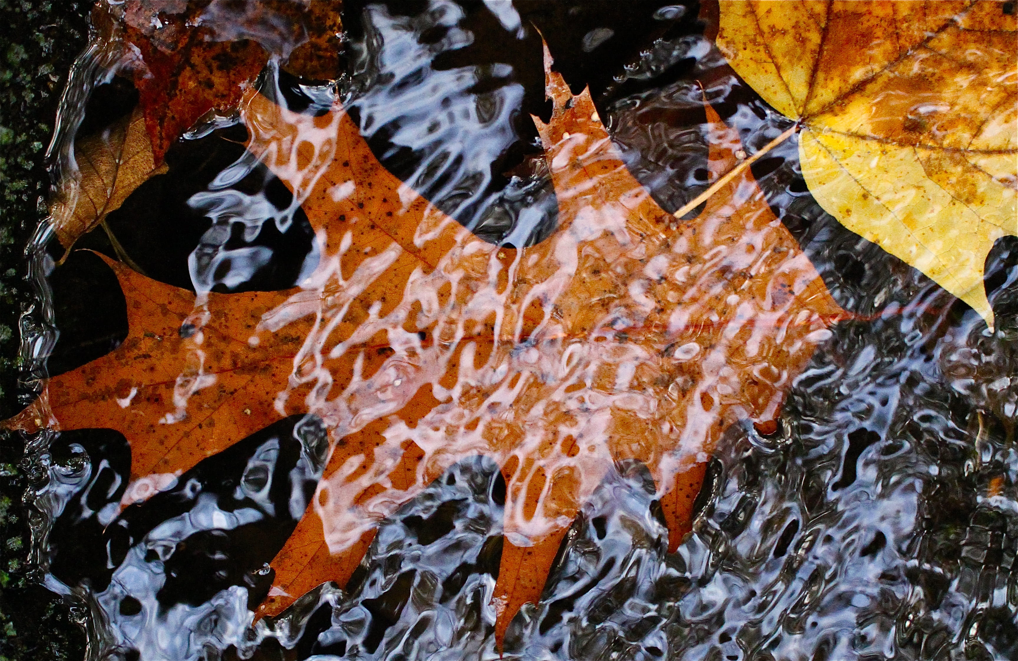 Autumn oak leaf in running water
