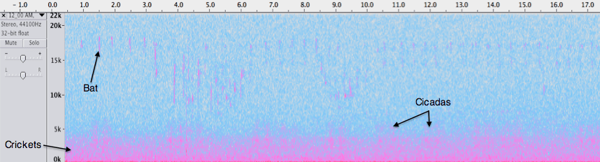 Spectrogram of Blue Trail midnight recording